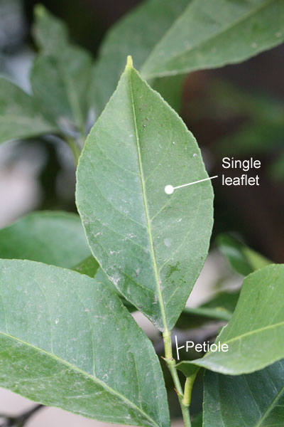 unifoliolate with unwinged petiole